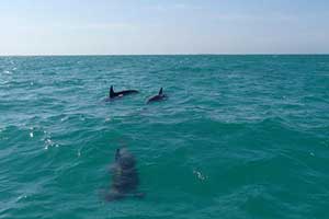 dolphins-key-west-402866-300