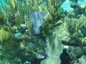 Pelican Cay LSP-Ferns-underwater